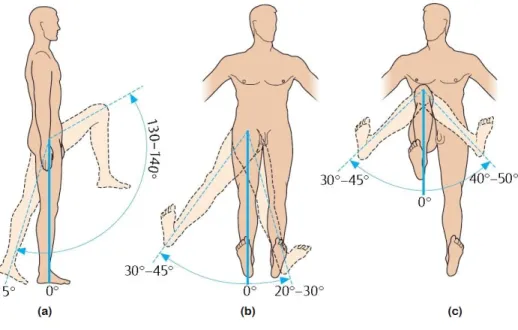 Figura 1.5: Movimientos de la Cadera. [4]