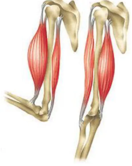 Figura N 1. Músculos del brazo 