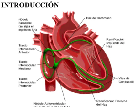 Figura 1. Sistema Eléctrico del corazón. 