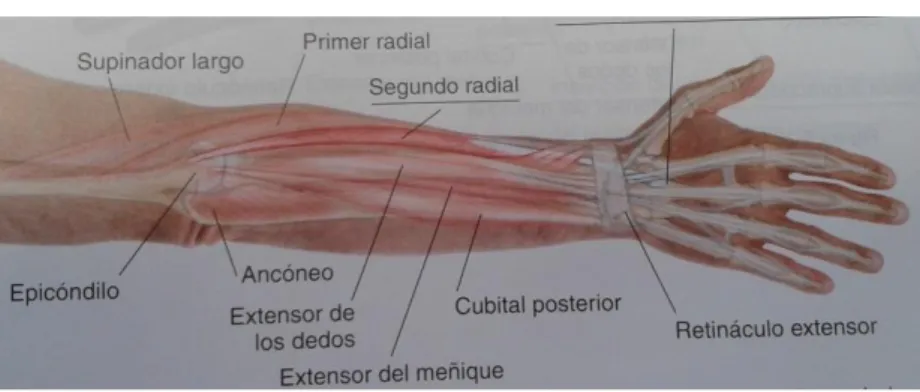 Gráfico 14.- Músculo Extensor Corto Radial del Carpo. 