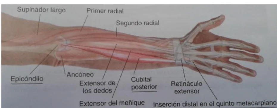 Gráfico 17.- Músculo Cubital Posterior 