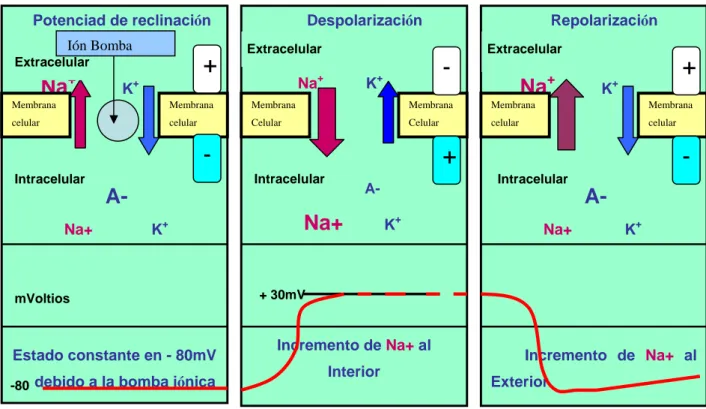 Figura 7. Diagrama esquemático de la propagación del  potencial de acción a lo largo de una fibra muscular