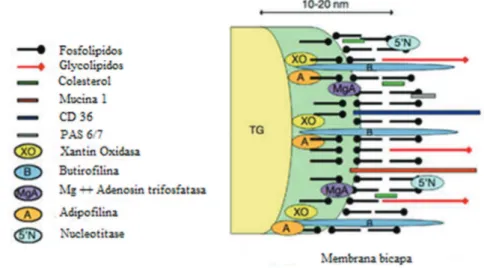 Figura 1.5. Ubicación de las principales proteínas en la membrana del glóbulo graso 