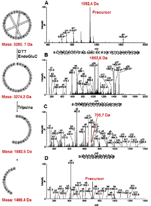 Figura  5.  Secuencia  Nanospray  de  Cter  B.  A  la  izquierda  de  la  imagen: 