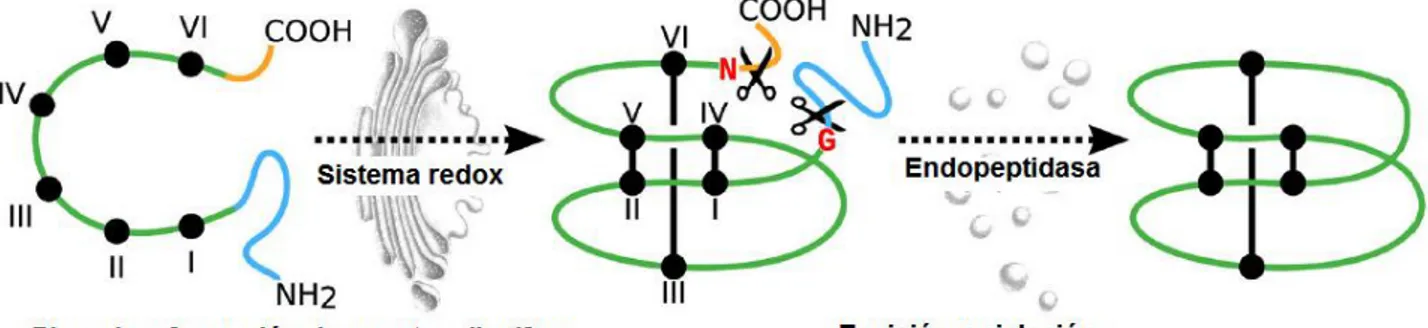 Figura 8. Modelo propuesto para la formación in vivo de los enlaces disulfuro  y la ciclación de los ciclótidos (Qin et al., 2010)