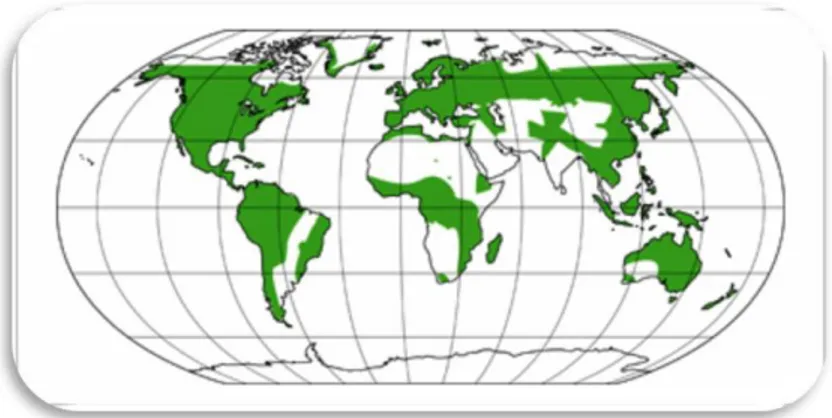 Figura  12.  Distribución  geográfica  de  la  familia  Violaceae  en  el  mundo  (coloración verde indica su presencia) (Hekking, 1988)