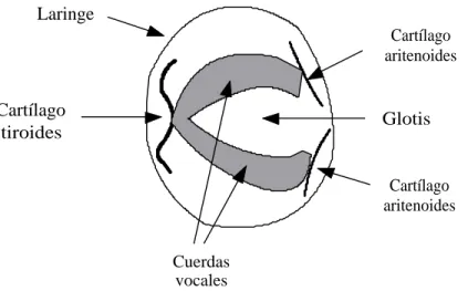 Figura 3: Cuerdas vocales