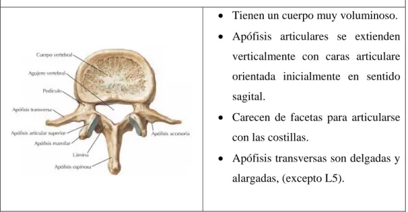 Tabla 7: (A) Imagen vértebra lumbar, (B) Características de las vértebras lumbares  Características de las vértebras lumbares 