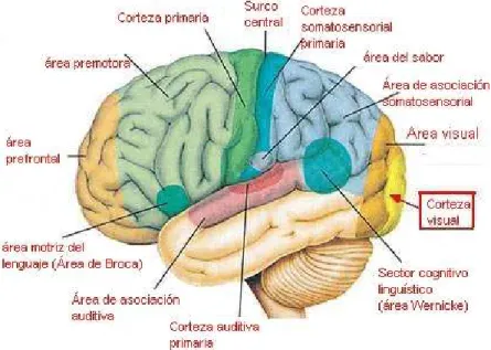 Figura 1. División funcional del cerebro 
