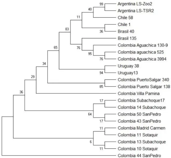 Figura  2:  Árbol  filogenético  de  secuencias  del  virus  de  Leucosis  enzootica  bovina  realizado con el software Mega-X (A) Construido por máxima verosimilitud utilizando 