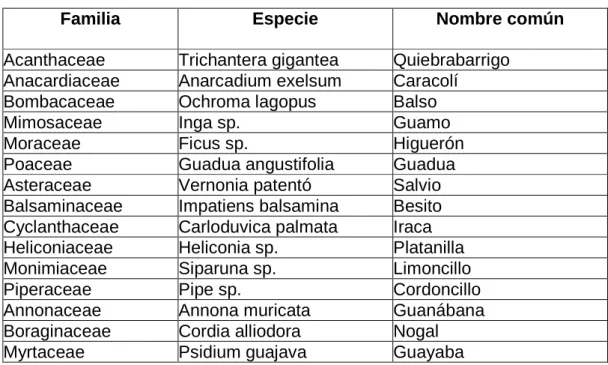 TABLA No 05. Flora alrededor del predio. 