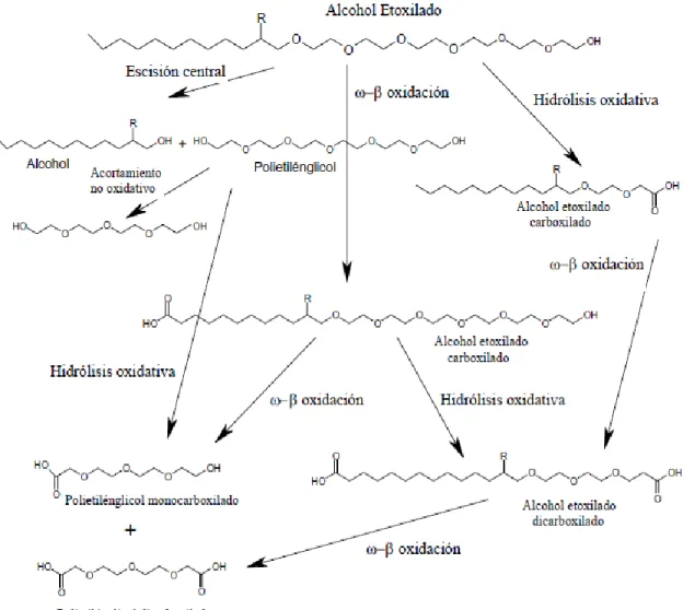 Figura  18:  Mecanismo  de  biodegradación  y  metabolitos  para  la  degradación  aerobia de alcoholes grasos etoxilados