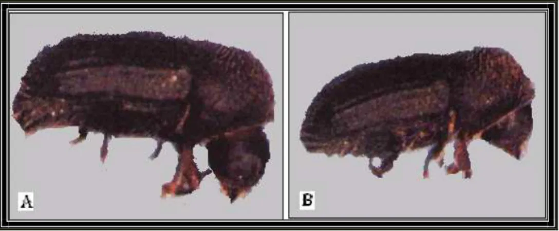 Figura  2.  Hembra  de  broca  del  fruto  del  café  (A);    Macho  de  broca  del  fruto  del  café (B), (Decazy, 1990)