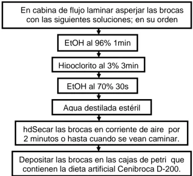 Figura  7.  Procedimiento  realizado  para  la  desinfección  de  la  broca  utilizada  en  dieta artificial