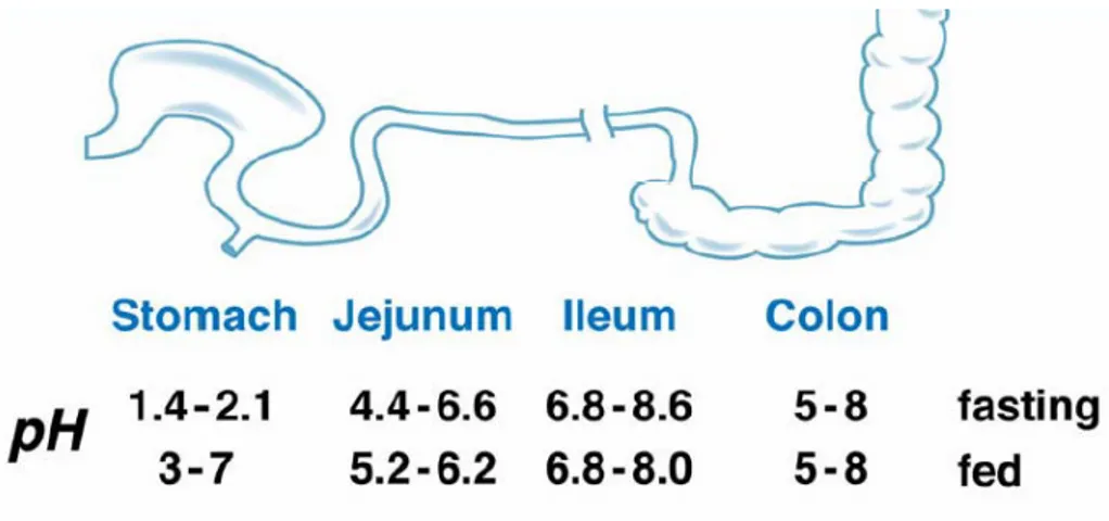 Figure 9 shows a schematic representation of the changing pH environments that an orally administered compound is likely to encounter in the gastrointestinal (GI) tract