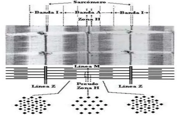 Figura 3. Estructura de los sarcómeros . 5