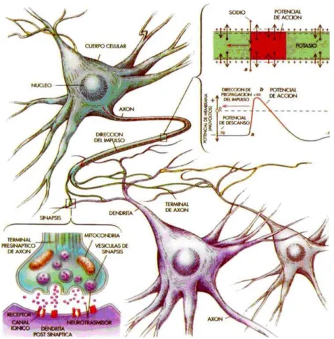 Figura 1.1.1: Anatomía y funcionalidad neuronal. 