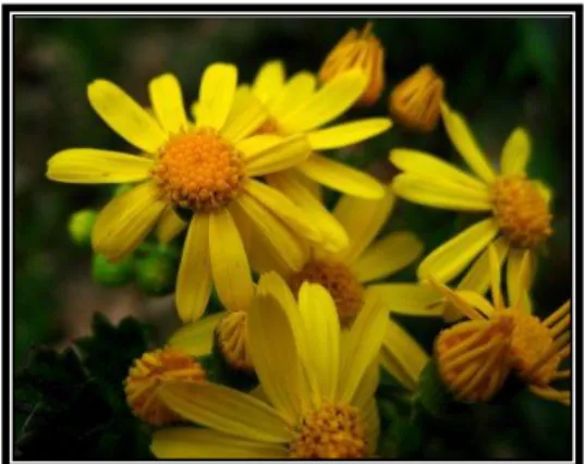 Figura 6. Heterotheca mariana  ( Asteraceae). 