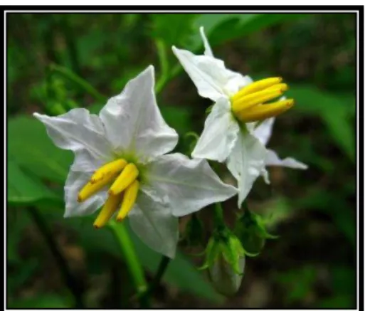 Figura 9. Solanum carolinense (Solanaceae). 