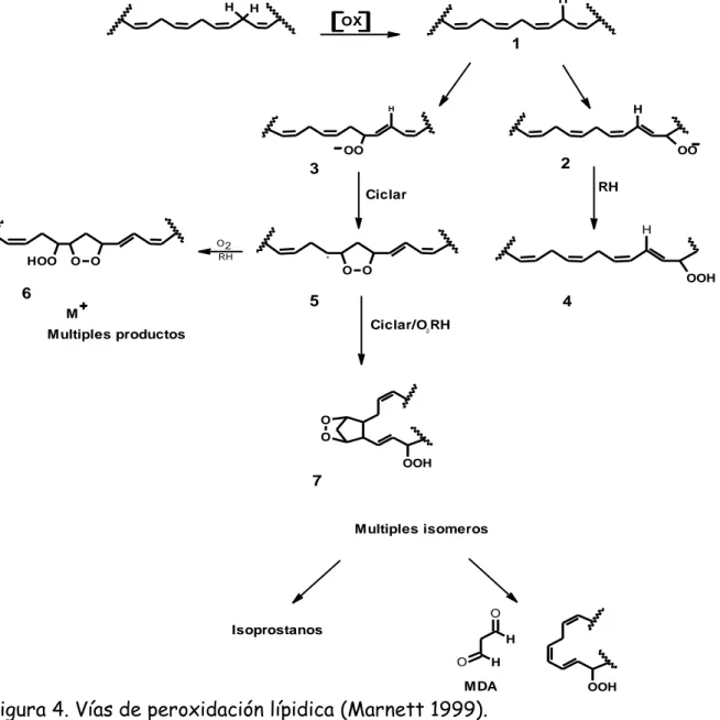 Figura 4. Vías de peroxidación lípidica (Marnett 1999). 