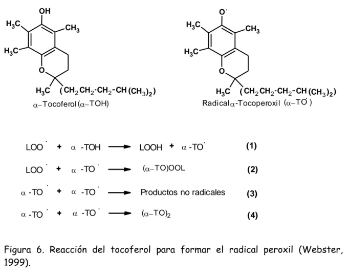 Figura  6.  Reacción  del  tocoferol  para  formar  el  radical  peroxil  (Webster,  1999)