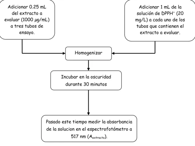 Figura 15. Método para evaluación  de la actividad antioxidante por el método  de DPPH ●  (Murillo et al., 2007)