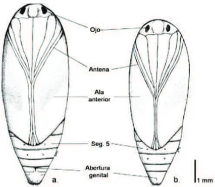 Figura 1.8. Vista ventral de las pupas de Tecia solanivora: a. Hembra, b. Macho  