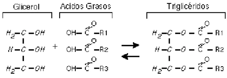 Ilustración 1. Unión de glicerol con ácidos grasos. Estructura de los triglicéridos (R1, R2, R3, representan las  cadenas de ácidos grasos que le otorgan a los triglicéridos sus características individuales.) 