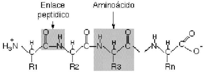 Ilustración 2 Estructura de las proteínas (R1, R2, etc., son los radicales específicos de cada aminoácido