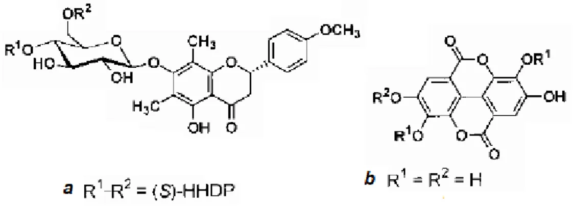 Figura 1. Compuestos extraídos de Miconia myriantha (Melastomataceae)  