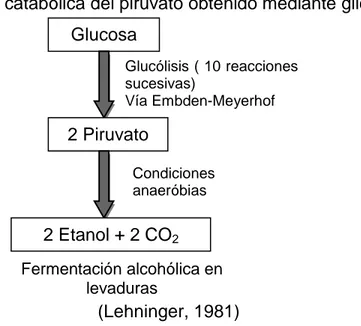 Figura 3. Ruta catabólica del piruvato obtenido mediante glicólisis. 