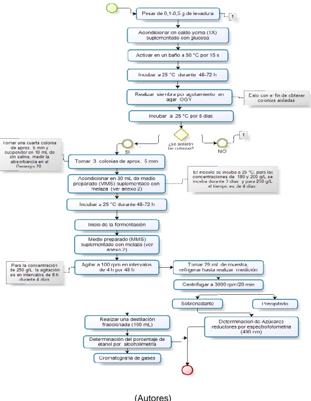 Figura 14. Proceso de Fermentación de melaza para Saccharomyces cerevisiae  silvestre