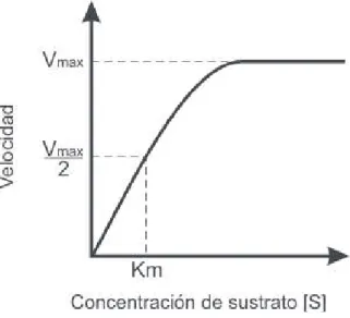 Figura 1. 17. Presentación gráfica de las constantes cinéticas Vmax y Km 