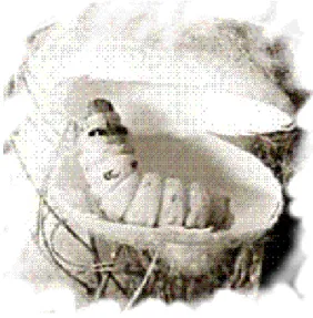 Figura  1. Gusano de seda  