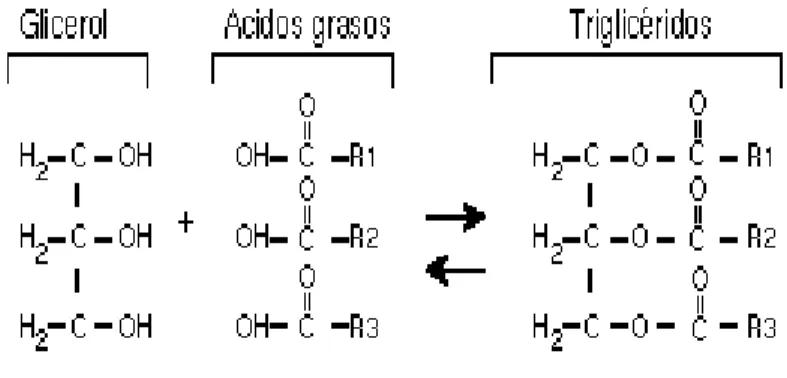 Figura 4. Estructura básica de los triglicéridos. Los radicales (R1, R2, y R3) consisten de  una  cadena de carbones de longitud y saturación  variable