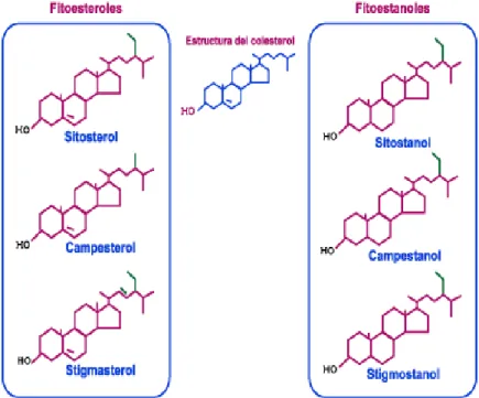 Figura 5. Molécula de los fitoesteroles  