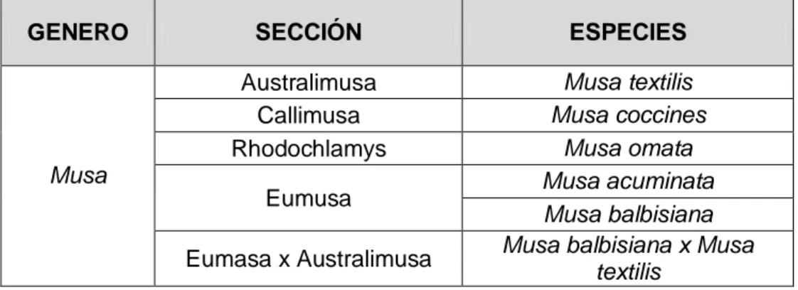Tabla 2. Clasificación del género Musa spp. 