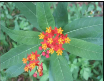 Figura 10. Asclepias  curassavica (Asclepiadaceae) 