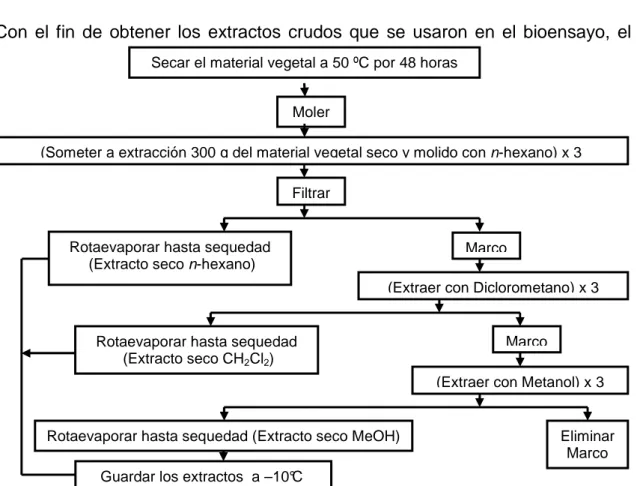 Figura  11.  Proceso  de  extracción  del  material  vegetal  y  obtención  de  los  extractos 