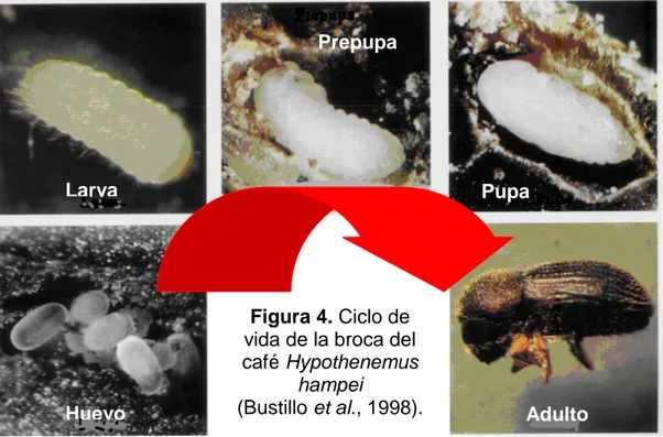 Figura 4. Ciclo de  vida de la broca del  café Hypothenemus  hampei  (Bustillo et al., 1998)