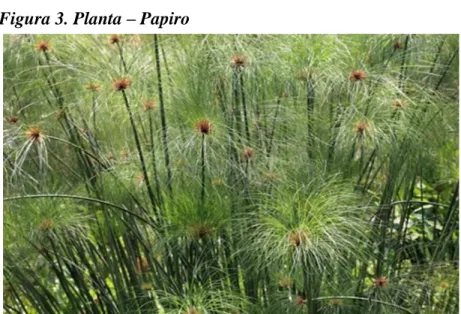 Figura 3. Planta – Papiro 