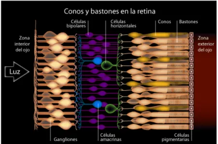 Figura 1.15.  Conos y bastones en la retina. 5