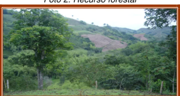 Foto 2. Recurso forestal