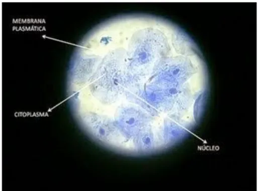 Figura 2.2: Células bucales vistas por un microscopio 