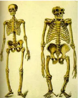 Figura 1. Comparación entre el esqueleto de un hombre y el de un gorila. 
