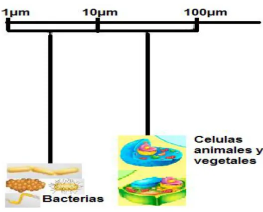 Figura 3. Diferencias en los diámetros de células eucariotas y procariotas  [24]. 