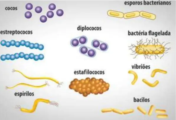 Figura 4. Morfología Bacteriana [23]. 