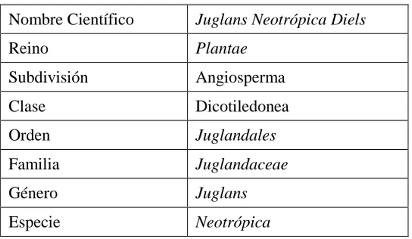 Tabla 1.1 Clasificación Taxonómica del Nogal  Nombre Científico   Juglans Neotrópica Diels 