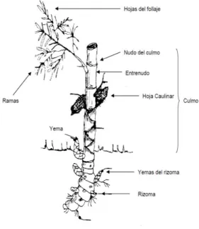 Figura 2: Estructura de la guadua, tomada de [10]. 