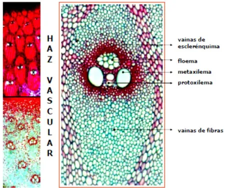 Figura 5: Haz vascular de G. angustifolia, tomada de [11]. 